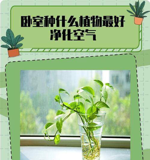 哪些树种具有最佳空气净化能力？