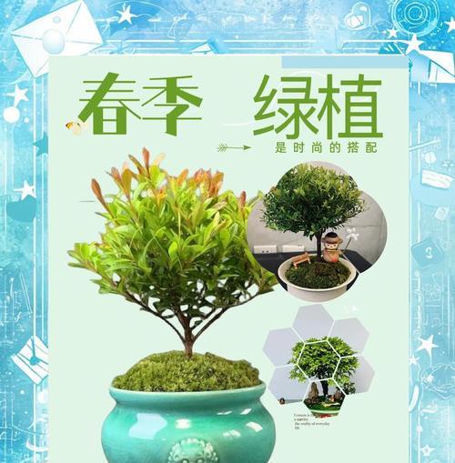 哪些树种具有最佳空气净化能力？