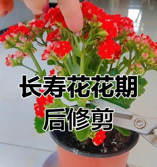 长寿花分株技巧是什么？如何正确进行长寿花分株？