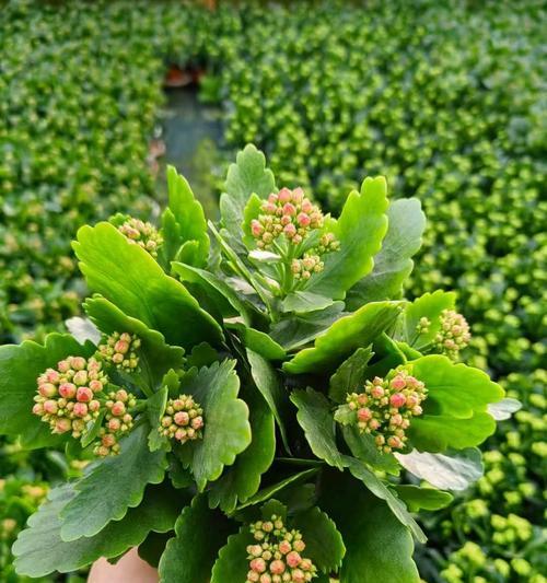 长寿花分株技巧是什么？如何正确进行长寿花分株？