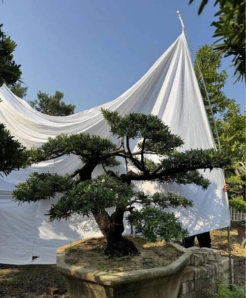 罗汉松小盆景制作步骤是什么？