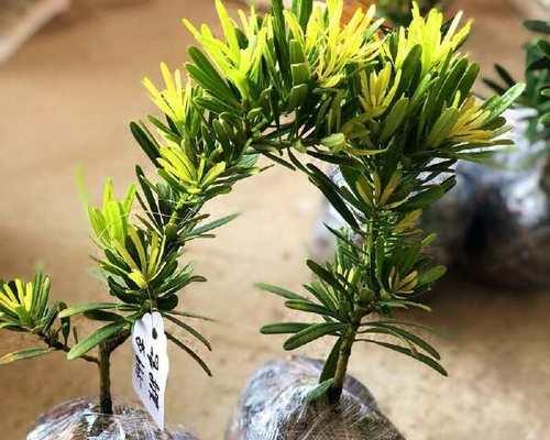 罗汉松小盆景制作步骤是什么？