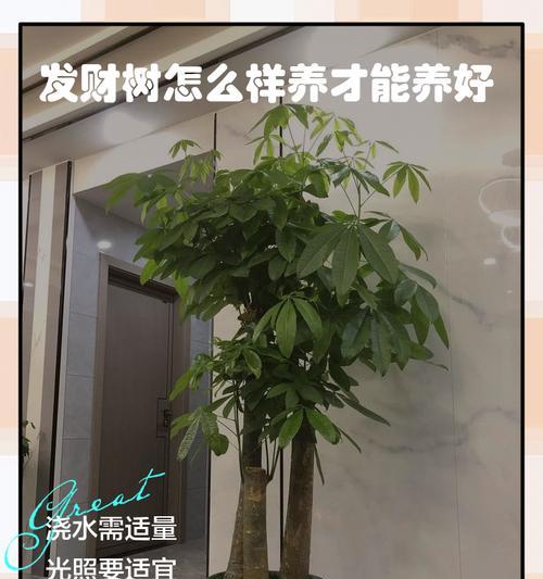 夏季发财树的养护注意事项？