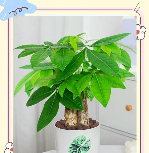 夏季发财树的养护注意事项？
