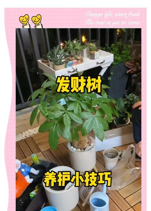 夏季发财树的养护注意事项？