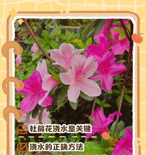 花什么时候浇水最好？浇水的正确时机和方法？