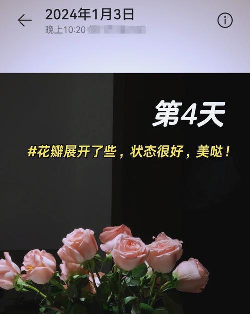 玫瑰花束保鲜的秘诀是什么？