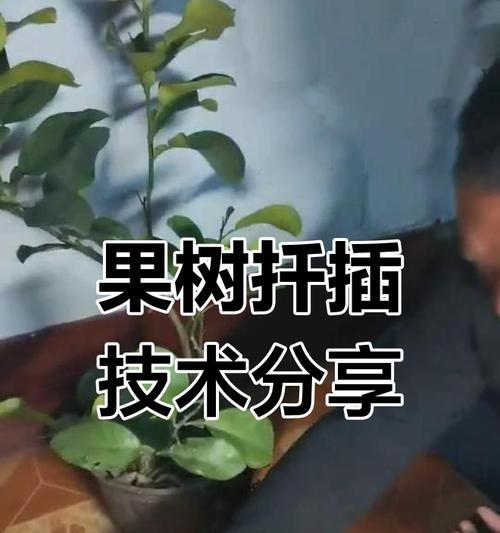 一帆风顺扦插技巧有哪些？怎样快速生根？