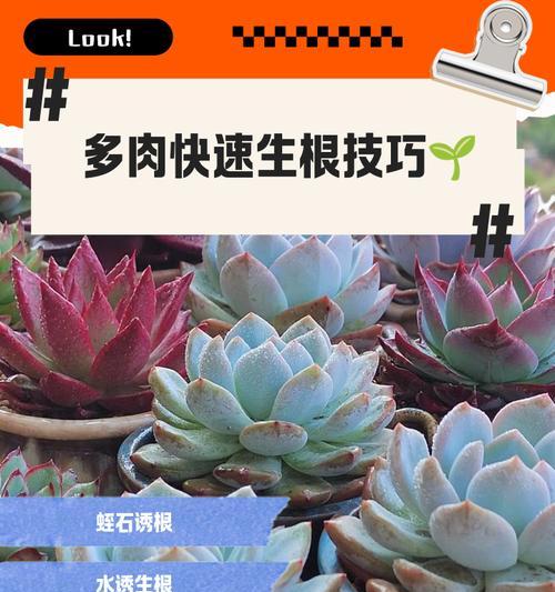 一帆风顺扦插技巧有哪些？怎样快速生根？