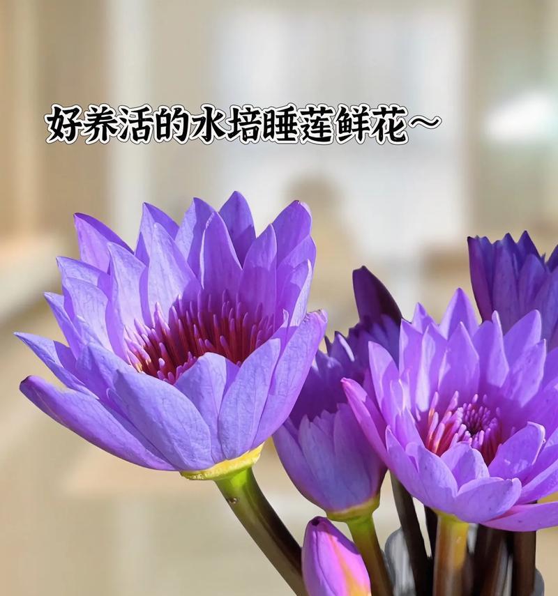 能水培的花有哪些？水培花卉的养护技巧是什么？