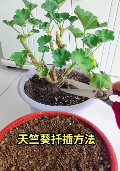 量天尺扦插方法是什么？如何保证成活率？
