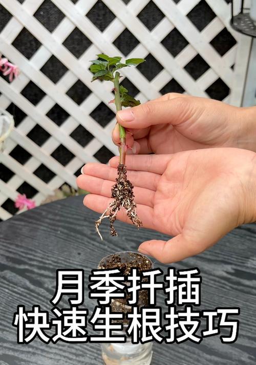 量天尺扦插方法是什么？如何保证成活率？
