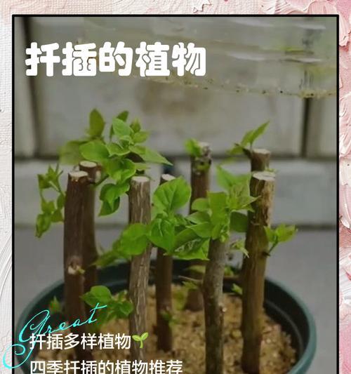 鹅掌木繁殖方法有哪些？