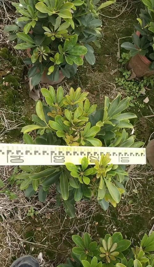 鹅掌木繁殖方法有哪些？