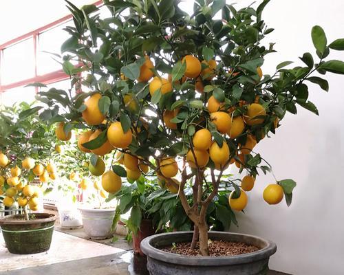 柠檬盆栽种植的步骤是什么？