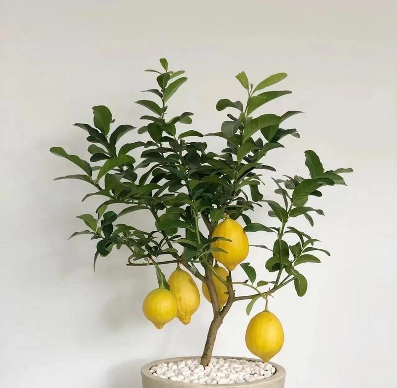柠檬盆栽种植的步骤是什么？
