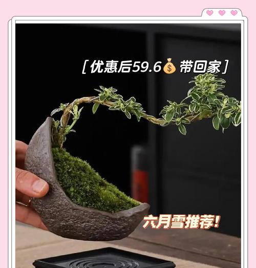 六月雪的养殖技巧有哪些？