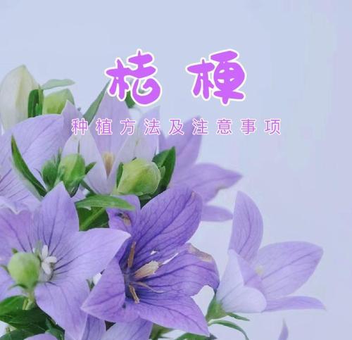 桔梗的养殖方法和注意事项是什么？