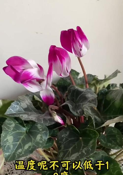 仙客来什么时候开花？开花前需要做哪些准备？