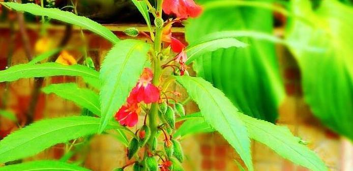 凤仙花的植物分类是什么？