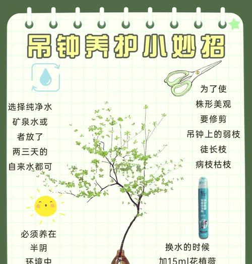 绿巨人植物的正确养护方法？