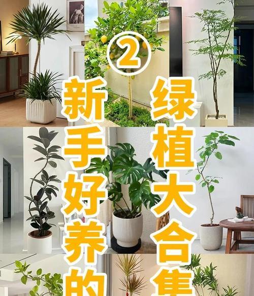 绿巨人植物的正确养护方法？