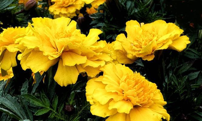 万寿菊花的形状和颜色是什么样的？万寿菊花有哪些特点？