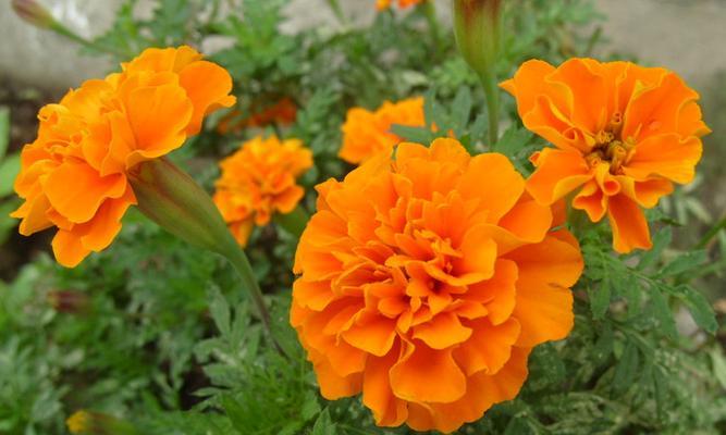 万寿菊花的形状和颜色是什么样的？万寿菊花有哪些特点？