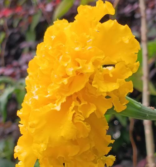 万寿菊花的形状和颜色是什么样的？万寿菊花有哪些特点？