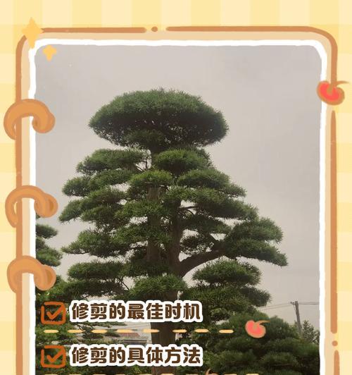 剪枝的最佳季节是什么时候？不同季节剪枝的注意事项是什么？