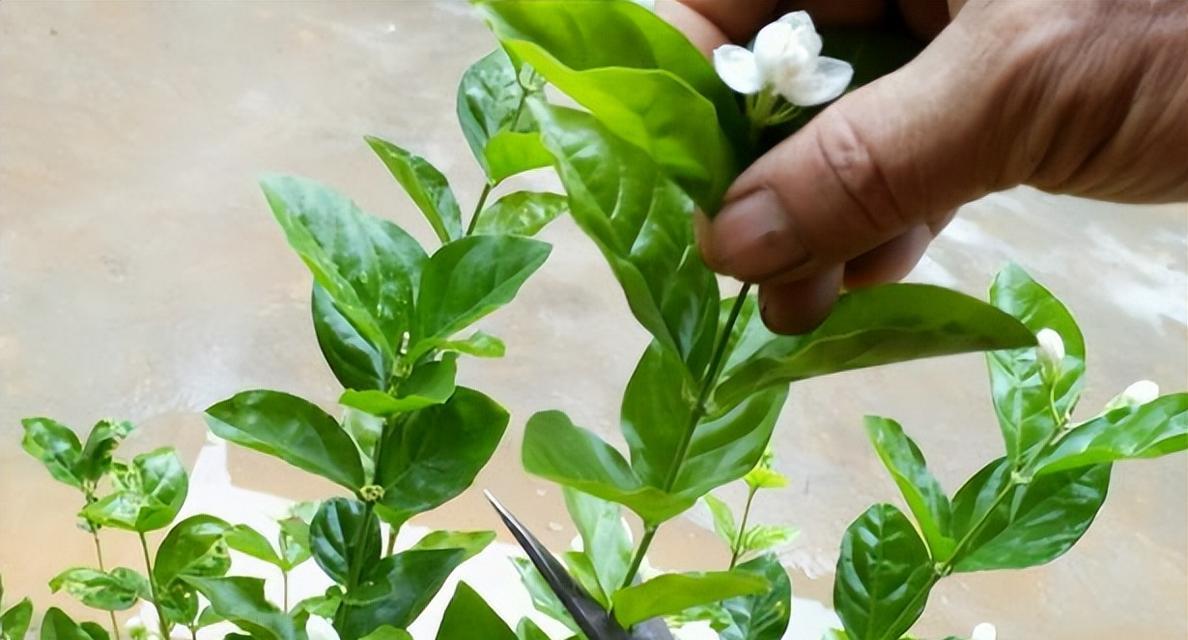 非洲茉莉浇水的最佳时机和方法是什么？