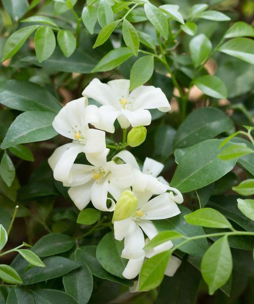 非洲茉莉浇水的最佳时机和方法是什么？