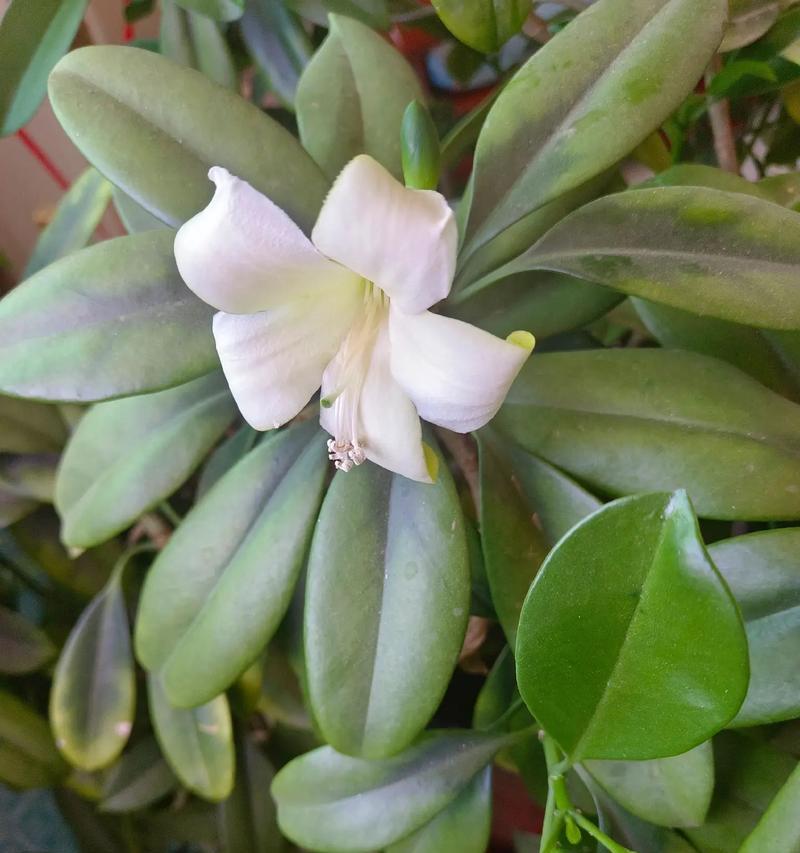 非洲茉莉浇水的最佳时机和方法是什么？