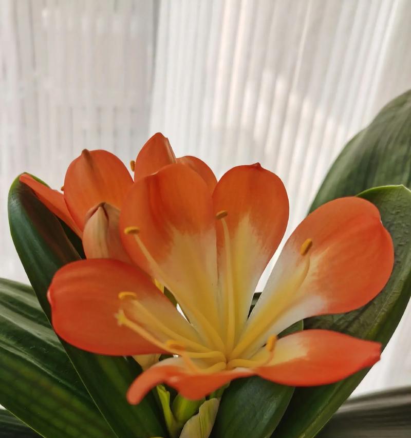 君子兰开花时是什么样子？君子兰的花有哪些特点？