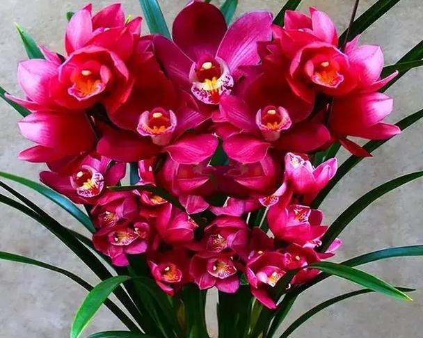 君子兰开花时是什么样子？君子兰的花有哪些特点？