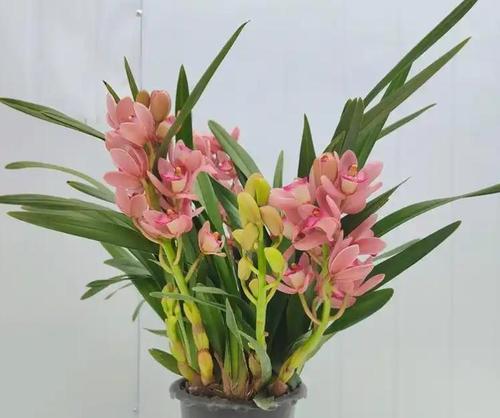 小叶兰花的养护技巧有哪些？