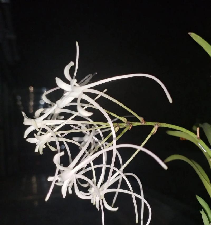 小叶兰花的养护技巧有哪些？