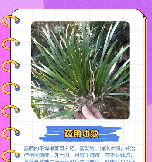 菖蒲叶子腐烂的处理方法是什么？