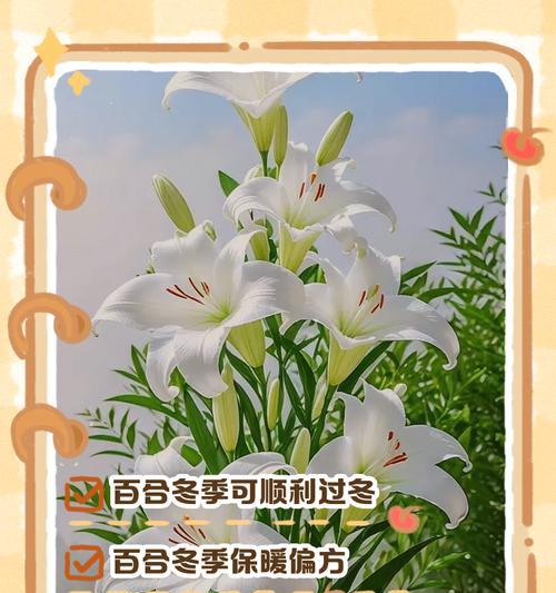 百合花后如何养护？百合开花后正确的养护方法是什么？