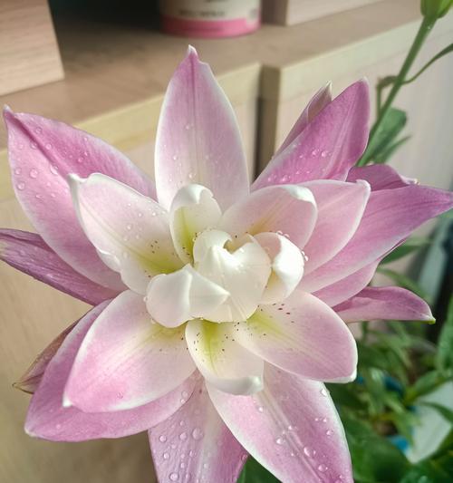 百合花后如何养护？百合开花后正确的养护方法是什么？