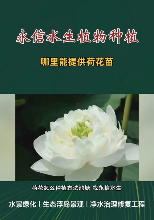 荷花池塘种植技巧有哪些？需要注意什么？