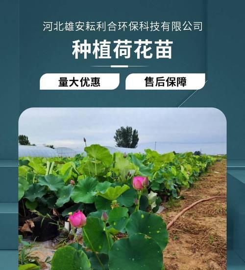 荷花池塘种植技巧有哪些？需要注意什么？