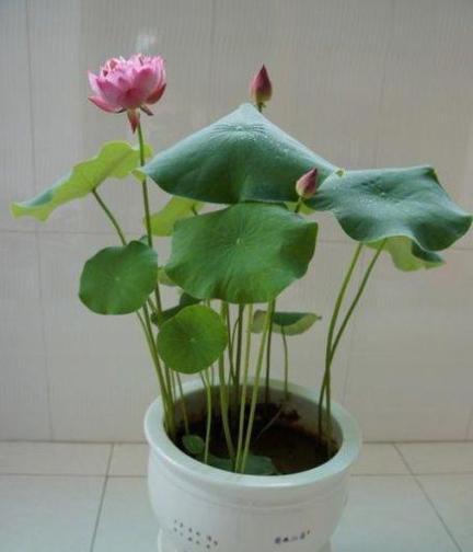 碗莲种植最适合哪种盆？