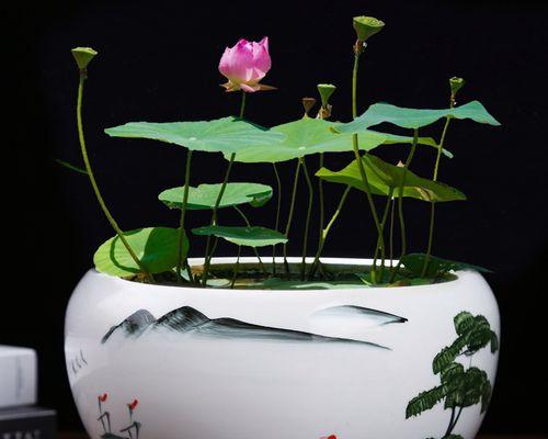 碗莲种植最适合哪种盆？