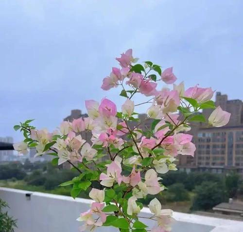 冬天适合种植哪些植物？冬季植物的养护要点是什么？