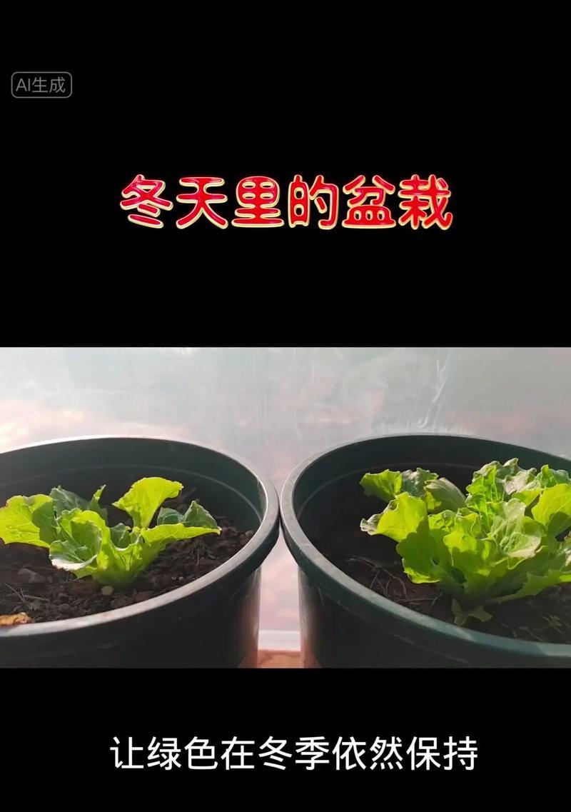 冬天适合种植哪些植物？冬季植物的养护要点是什么？
