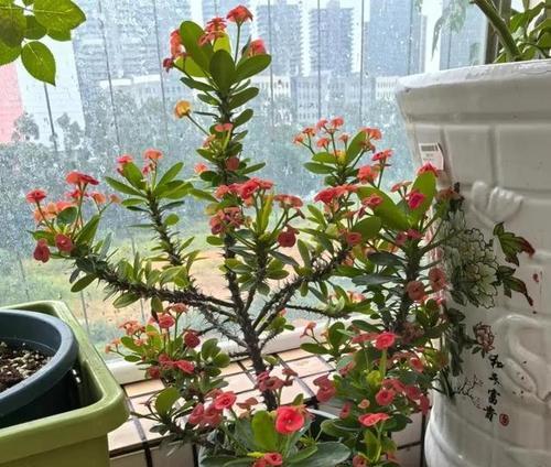 冬天适合种植哪些植物？冬季植物的养护要点是什么？