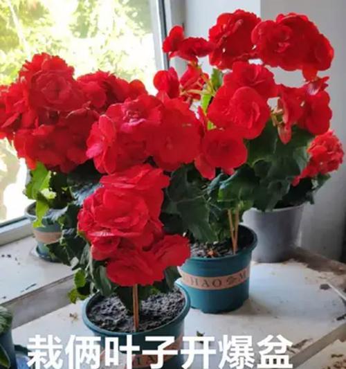 骨粉在养花中的作用是什么？如何正确使用骨粉？