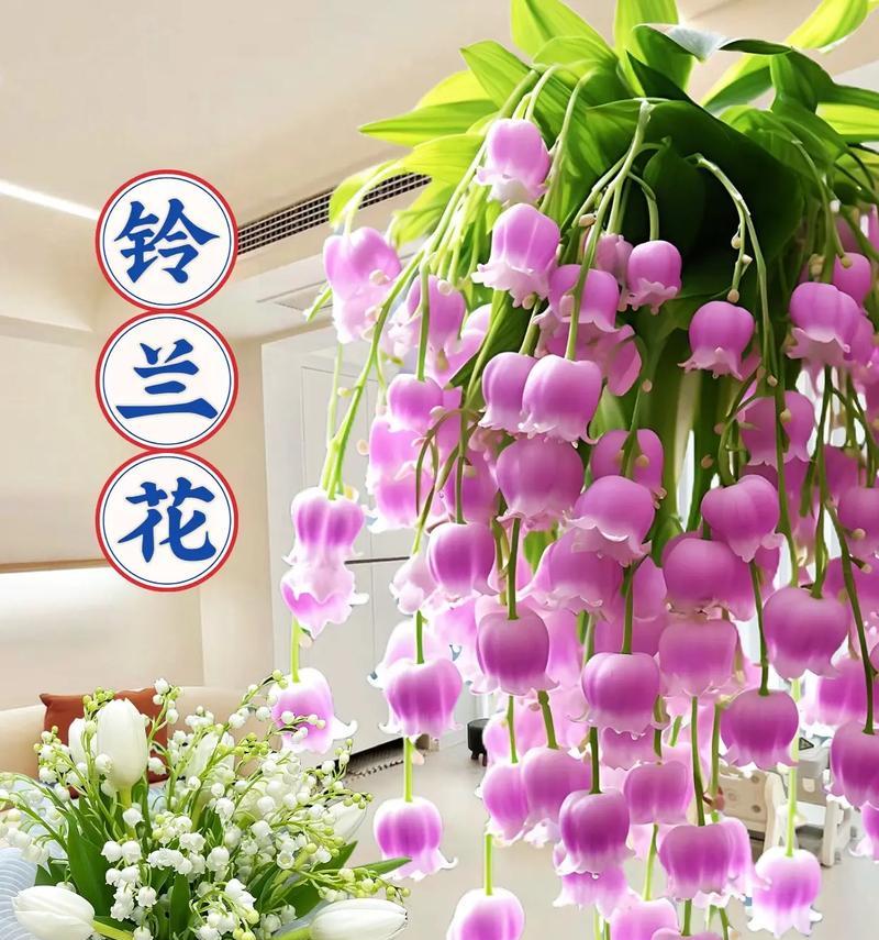 铃兰的养护方法是什么？如何让铃兰花开得更香？