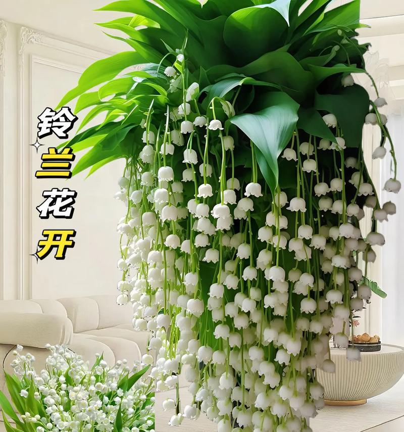 铃兰的养护方法是什么？如何让铃兰花开得更香？
